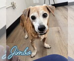 Small #15 Dachshund Mix