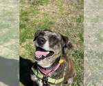 Small #3 Catahoula Leopard Dog Mix