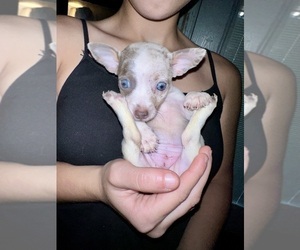 Rat Terrier Puppy for sale in ZEPHYRHILLS, FL, USA