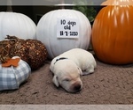 Small Photo #2 Labrador Retriever Puppy For Sale in KATHLEEN, GA, USA