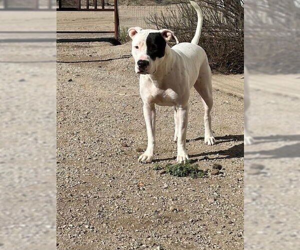 Medium Photo #2 Bulldog-Staffordshire Bull Terrier Mix Puppy For Sale in Chandler, AZ, USA