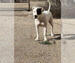 Small #1 Bulldog-Staffordshire Bull Terrier Mix