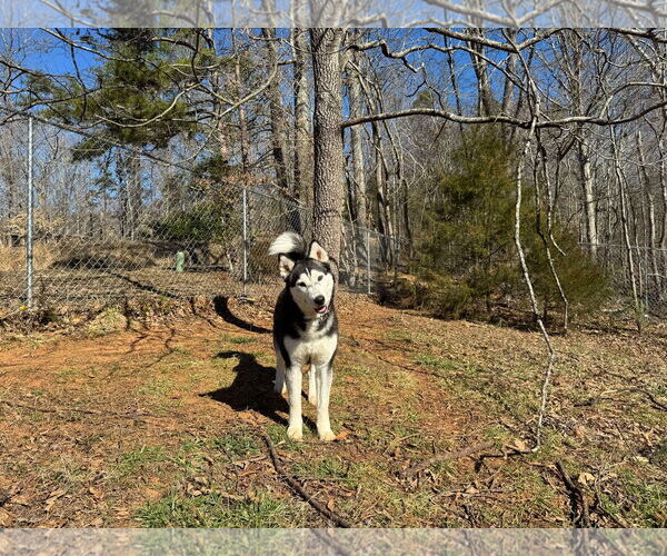 Medium Photo #7 Siberian Husky Puppy For Sale in Randleman , NM, USA