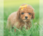 Small #1 Poodle (Toy)