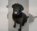 Small #2 Labrador Retriever Mix