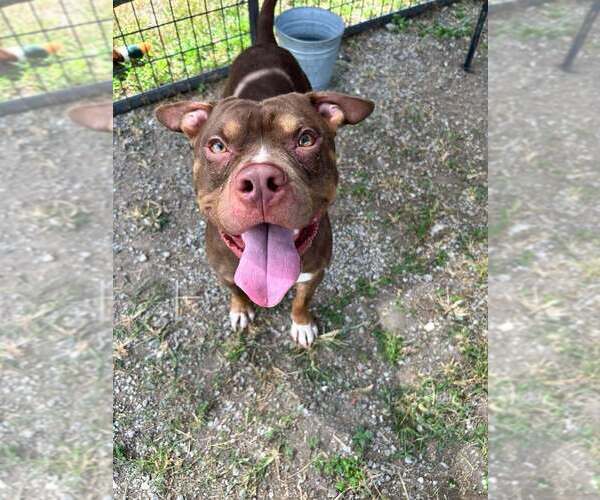 Medium Photo #1 Mutt Puppy For Sale in Abbeville, LA, USA