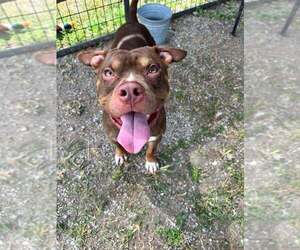 Mutt Dogs for adoption in Abbeville, LA, USA