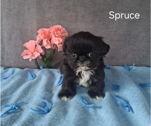 Shih Tzu Puppy for sale in MOUNT PLEASANT, MI, USA