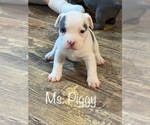 Small Photo #4 American Bully Puppy For Sale in LA VERNIA, TX, USA