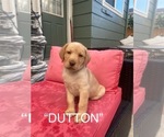 Puppy Dutton Labrador Retriever