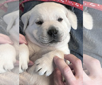 Small Photo #40 Labrador Retriever Puppy For Sale in GLENDALE, CA, USA