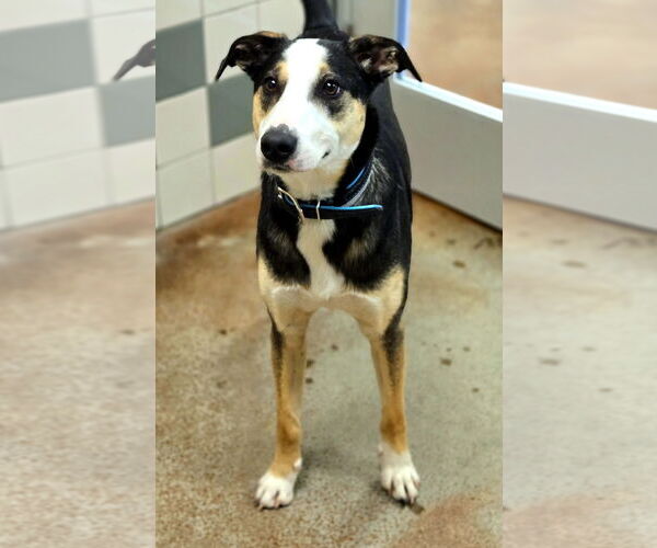 Medium Photo #2 Catahoula Leopard Dog Puppy For Sale in Salinas, CA, USA