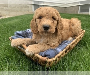 Goldendoodle Dog for Adoption in SHIPSHEWANA, Indiana USA