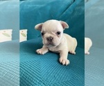 Small #13 French Bulldog
