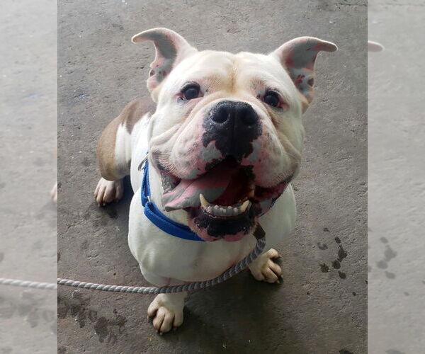 Medium Photo #8 Bulldog-Unknown Mix Puppy For Sale in Rockaway, NJ, USA