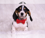 Small Photo #70 Dachshund Puppy For Sale in WARSAW, IN, USA