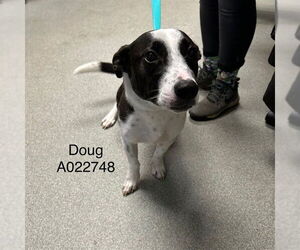 Staffordshire Bull Terrier-Unknown Mix Dogs for adoption in Palmetto, FL, USA