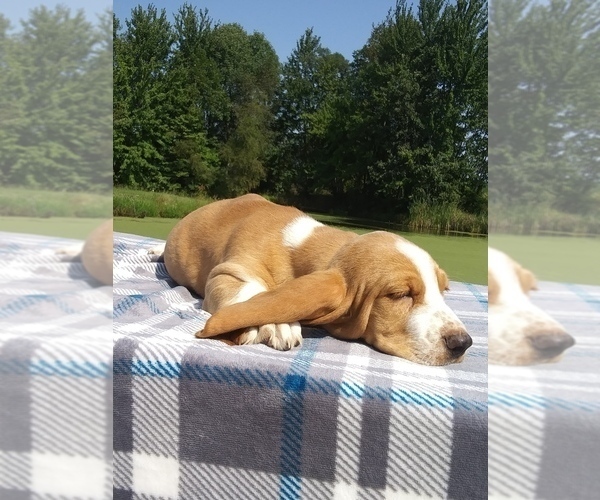 Medium Photo #3 Basset Hound Puppy For Sale in PETERSBURG, IN, USA