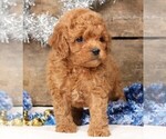 Small #6 Cavapoo