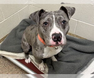 Staffordshire Bull Terrier-Unknown Mix Dogs for adoption in Springfield, MA, USA
