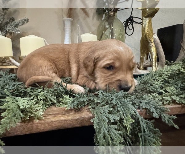 Medium Photo #1 Golden Retriever Puppy For Sale in FORDLAND, MO, USA