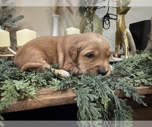 Golden Retriever Puppy for sale in FORDLAND, MO, USA