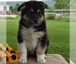 Small Photo #1 Australian Cattle Dog-German Shepherd Dog Mix Puppy For Sale in BEAVERTOWN, PA, USA