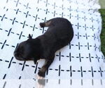 Small #10 Miniature Australian Shepherd