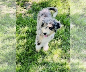 Bernedoodle Puppy for sale in BLUE SPRINGS, MO, USA