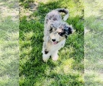 Image preview for Ad Listing. Nickname: Berry Boo