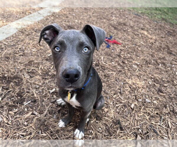 Medium Photo #1 Mutt Puppy For Sale in Plano, TX, USA