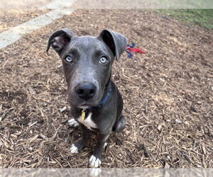Mutt Dogs for adoption in Plano, TX, USA