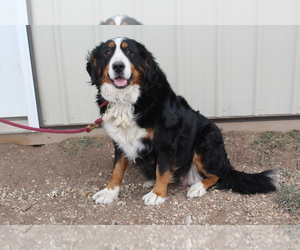 Mother of the Bernese Mountain Dog puppies born on 11/01/2020