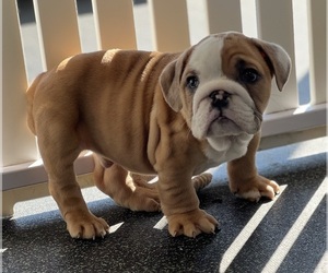 English Bulldog Puppy for sale in LOUISVILLE, KY, USA