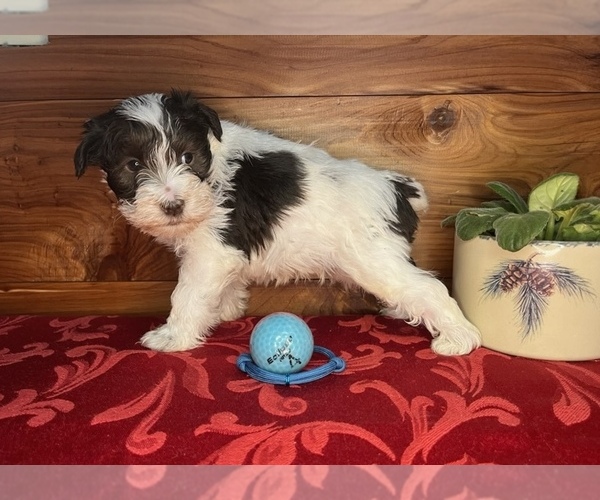 Medium Photo #1 Schnauzer (Miniature) Puppy For Sale in BIG CABIN, OK, USA