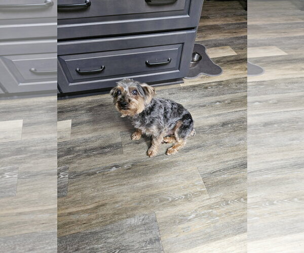 Medium Photo #2 Mutt Puppy For Sale in Woodsfield, OH, USA