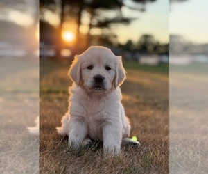 English Cream Golden Retriever Puppy for Sale in BYRON CENTER, Michigan USA