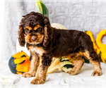 Small Photo #32 Cocker Spaniel Puppy For Sale in WAKARUSA, IN, USA