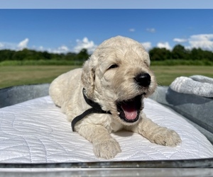 Goldendoodle Puppy for sale in CULLMAN, AL, USA