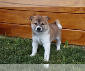 Shiba Inu Puppy for sale in SHILOH, OH, USA