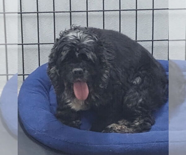 Medium Photo #2 Cocker Spaniel Puppy For Sale in Mukwonago, WI, USA