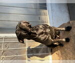 Small #1 Rottweiler-American Pit Bull Terrier
