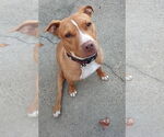 Small #6 American Pit Bull Terrier Mix
