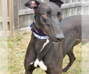 Greyhound Dogs for adoption in Grandville, MI, USA