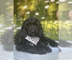 Small Photo #1 Goldendoodle Puppy For Sale in SPRINGFIELD, OH, USA