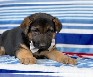 German Shepherd Dog Puppy for sale in LANCASTER, PA, USA