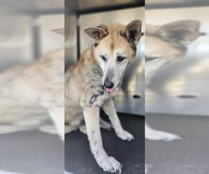 Huskies -Unknown Mix Dogs for adoption in San Antonio, TX, USA