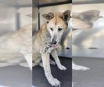 Small Huskies  Mix