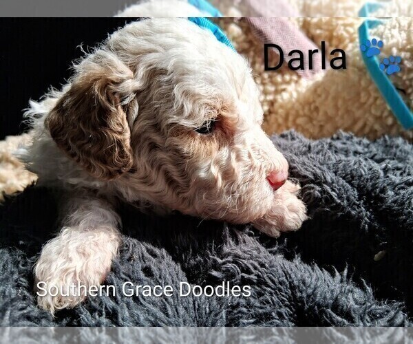 Medium Photo #124 Goldendoodle (Miniature) Puppy For Sale in GASTONIA, NC, USA