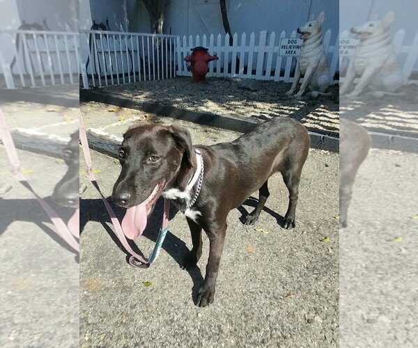 Medium Photo #3 Labrador Retriever-Unknown Mix Puppy For Sale in San Diego, CA, USA